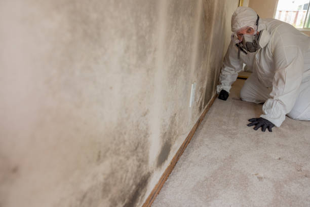  Sedona, AZ Mold Removal Pros